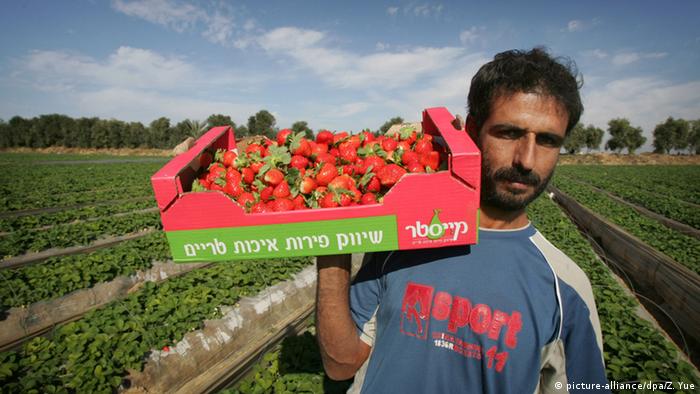 Ein Feldarbeiter trägt eine Palette mit Erdbeeren über ein grünes Erdbeerfeld, das im Gazastreifen bei Beit Lahia liegt. (Foto: picture-alliance/dpa/Z. Yue)