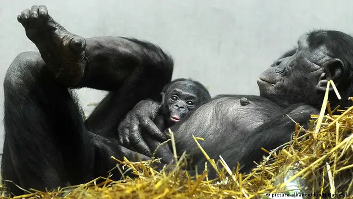 Bonobo-Jungtier Mutter Schimpansen
