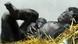 Bonobo-Jungtier Mutter Schimpansen Bonobo-Jungtier Mutter Schimpansen