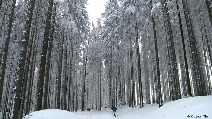 Schneebedeckter Wald in Polen