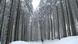 Schneebedeckter Wald in Polen