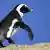 Afrika Pinguin Brillenpinguin