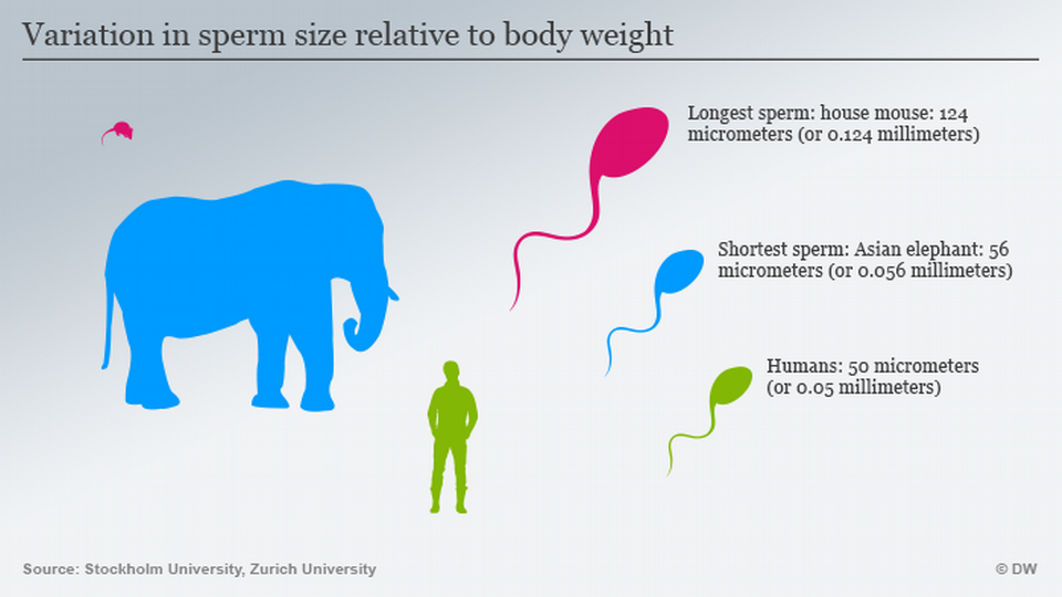 With animal sperm, size matters – DW – 11/18/2015