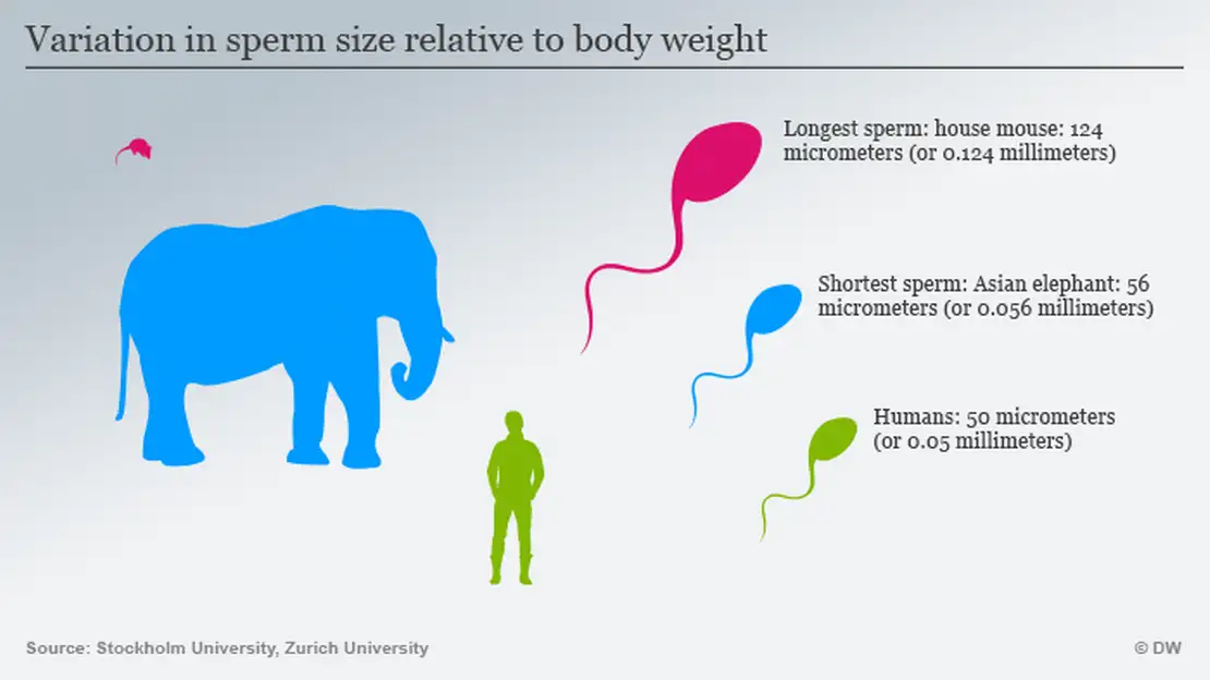 How big is sperm?