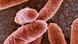 Neues Bakterium entdeckt MCR-1 Antibiotikaresistenz Neues Bakterium entdeckt MCR-1 Antibiotikaresistenz