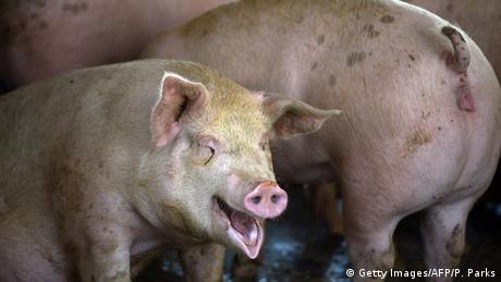 Китайски вирусолози са открили нов генотип на вируса на свинския
