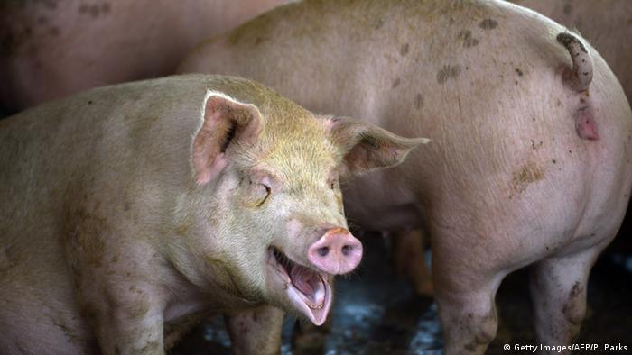 China Schweinehaltung