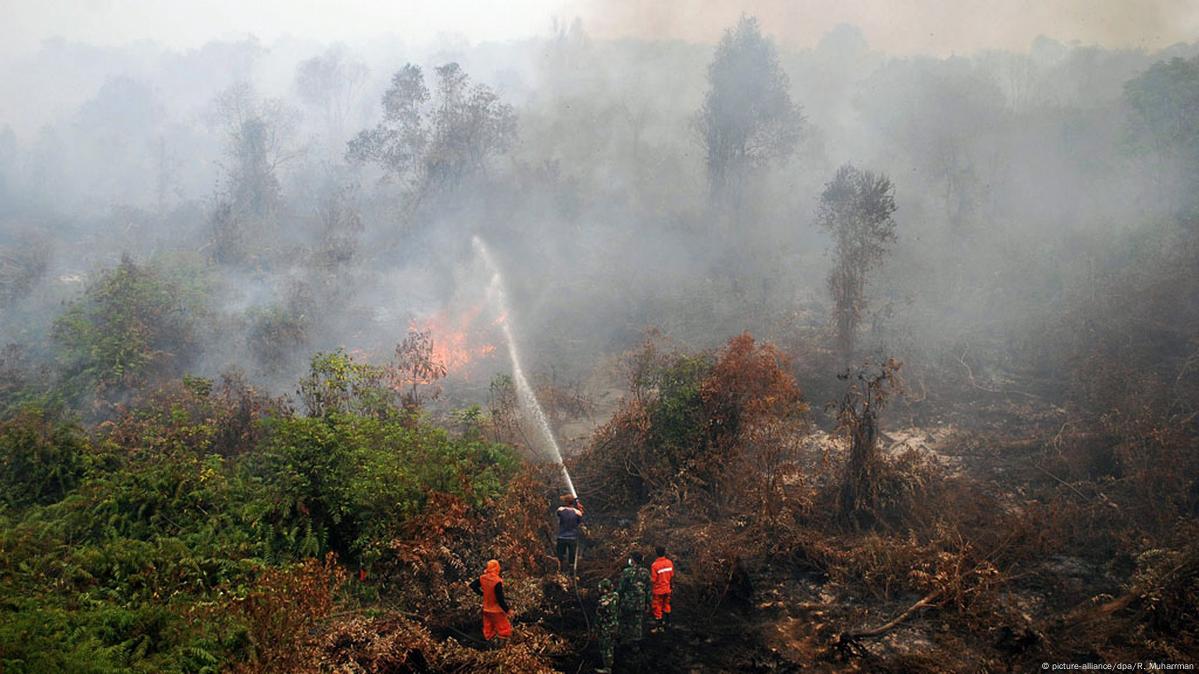 Makers of popular food brands among those linked to Indonesia forest fires, News, Eco-Business