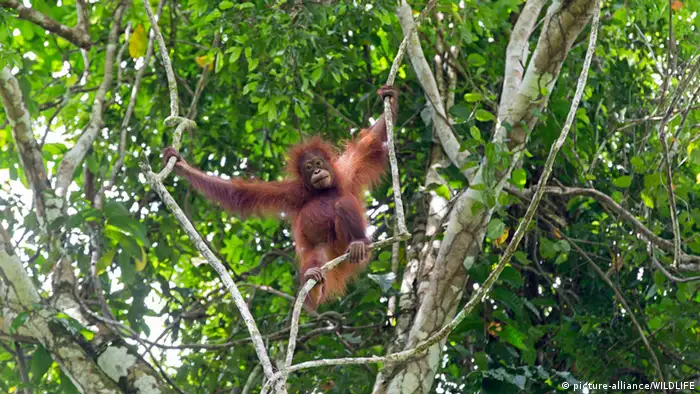 Indonesien Borneo Orang-Utan Regenwald