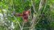 Indonesien Borneo Orang-Utan Regenwald Indonesien Borneo Orang-Utan Regenwald