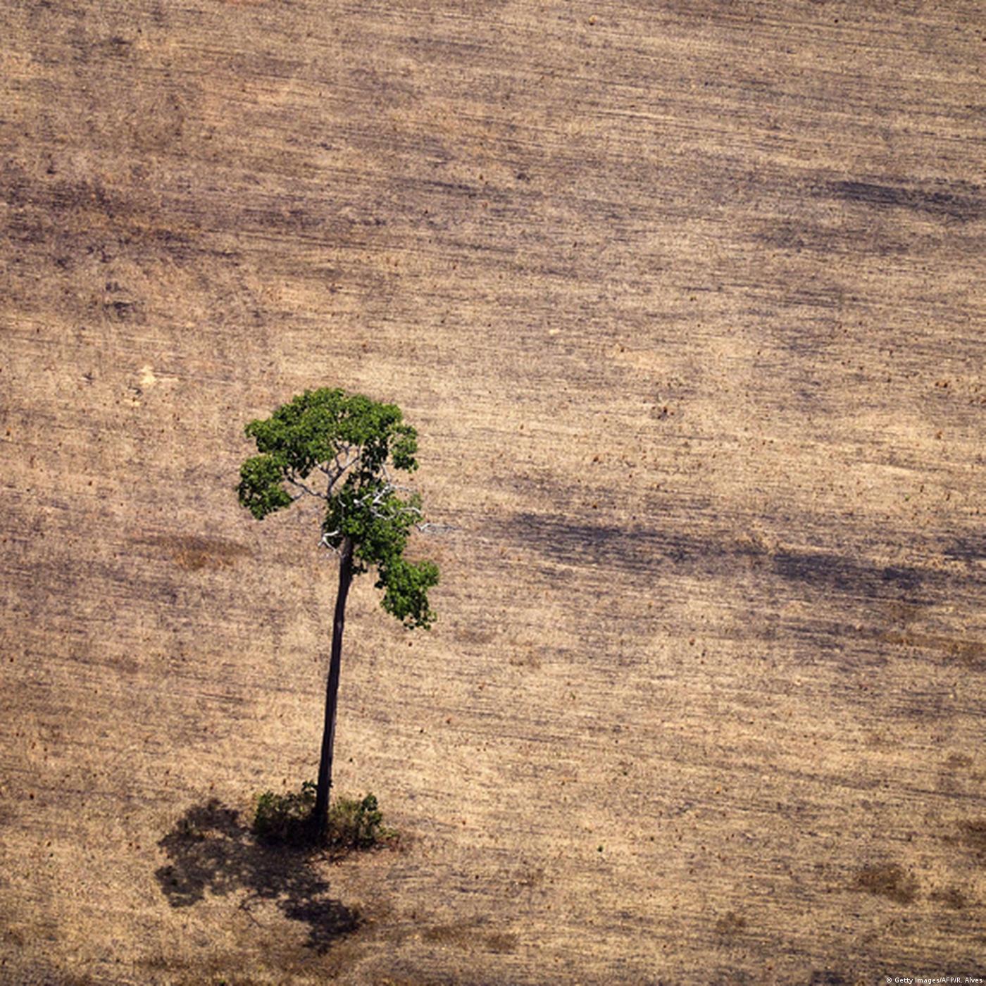 Living Planet: Green giants for the chop