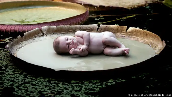 Viktoria Seerose Wasserlilie Baby 