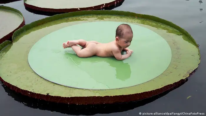 Viktoria Seerose Wasserlilie Baby Shanghai China
