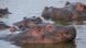 Hippos bathing Hippos bathing