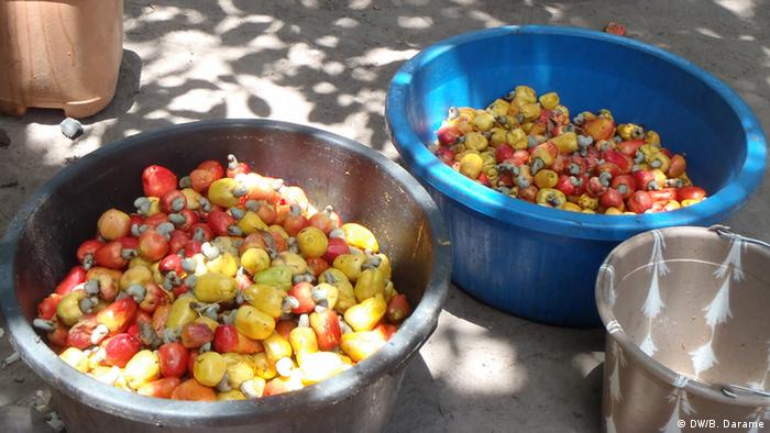 Guinea-Bissau Cashew-Nüsse im Dorf Vila de Quisseth