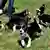 Sieben Welpem auf einer Wiese: Sie sind die ersten künstlich gezeugten Hunde (Foto: ap)