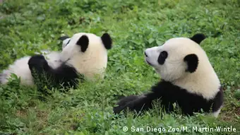 China Pandabären im CCRCGP Forschungszentrum Sichuan