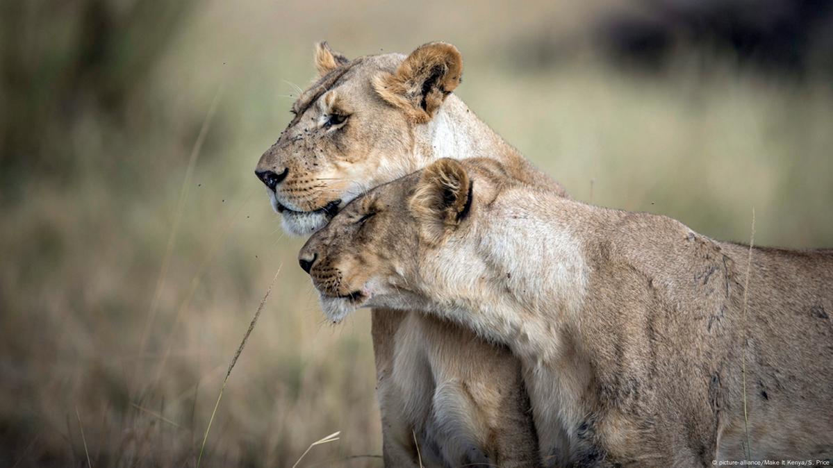 Lion deaths: A tragedy waiting to happen – DW – 12/15/2015