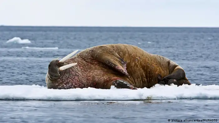Walross auf Eisscholle in Norwegen Spitzbergen (Foto: dpa)