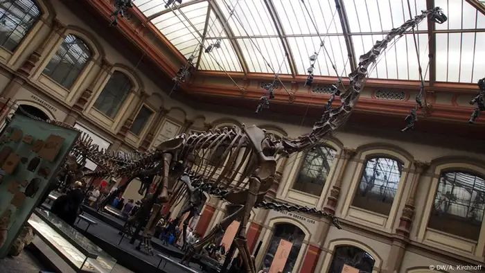 Naturkundemuseum Berlin Brachiosaurus.jpg
