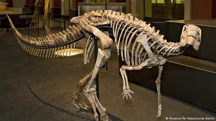 Naturkundemuseum Berlin Dysalotosaurus