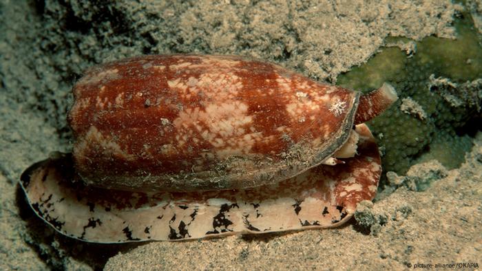 Landkartenkegelschnecke 