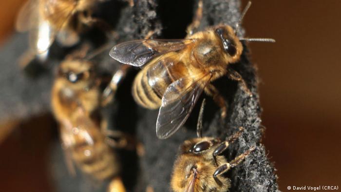 Aggressive Honigbiene (David Vogel (CRCA))