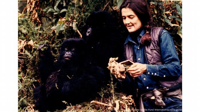 Dian Fossey Begraben Bei Den Berggorillas Wissen Umwelt Dw 27 12 2015