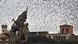 Rome plagued by starlings Rome plagued by starlings