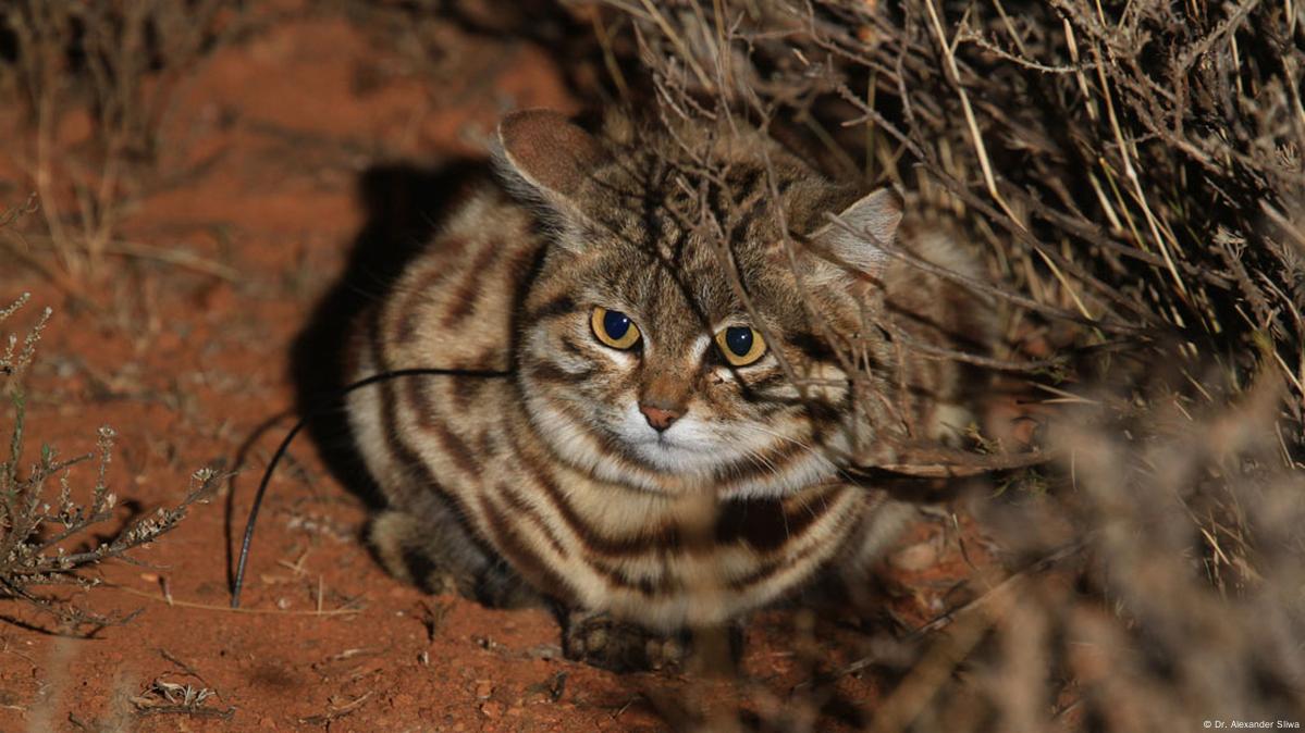 Rare, shy, tiny predators of the desert – DW – 08/08/2016 Rare, shy, tiny predators of the desert – DW – 08/08/2016