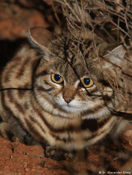 Did you know the Black-footed Cat in Namibia is threatened by extinction?