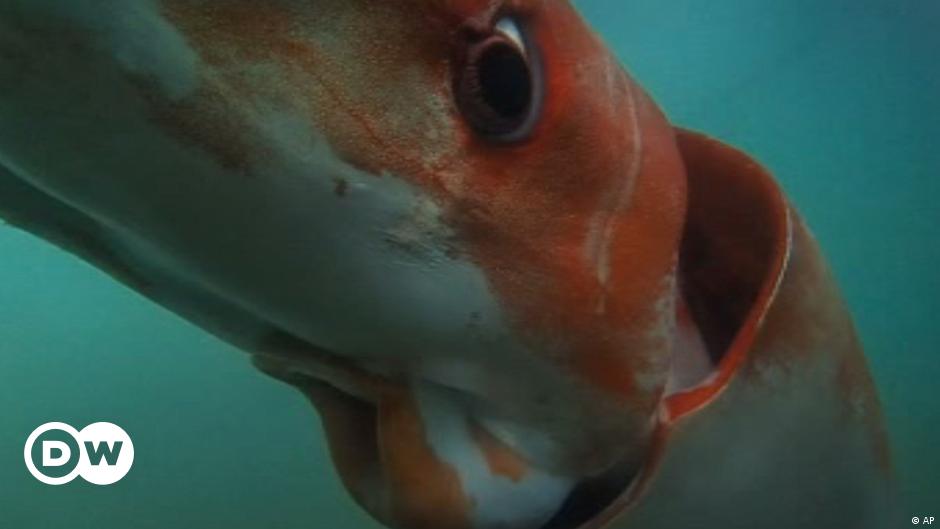 Japanese divers film the moment they encounter a giant squid |  Science and Ecology |  Dr..