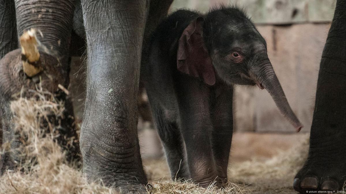 Healthy Elephant Baby born! – Zoo Berlin