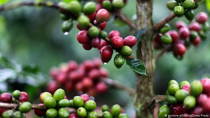 Kolumbien Kaffeanbau