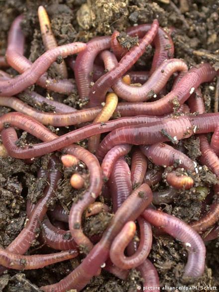 The tiny earthworm's major impact – DW – 01/27/2017