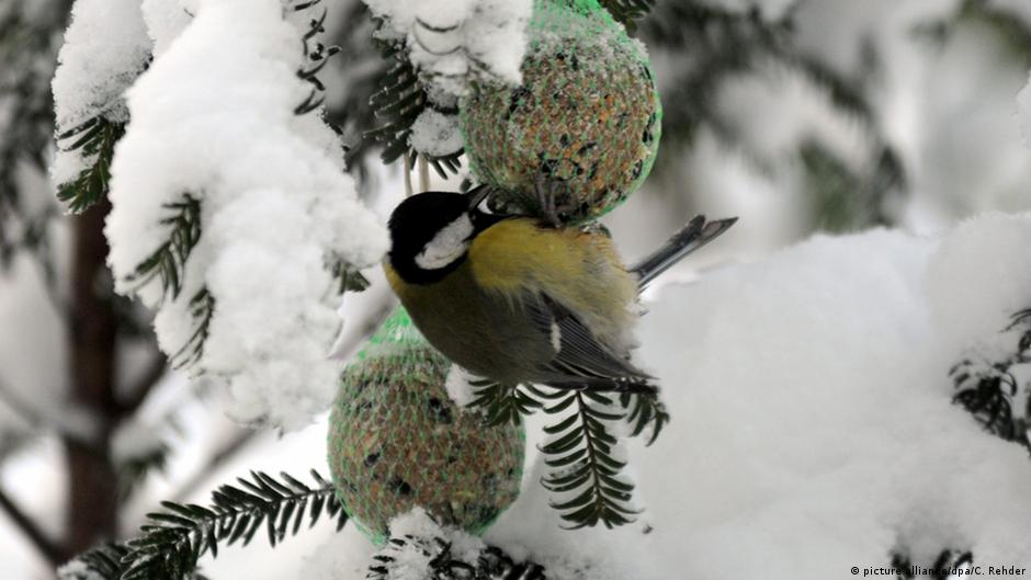 How Hedgehogs Birds And Mice Survive In Frigid Winters All Media Content Dw 02 03 2018