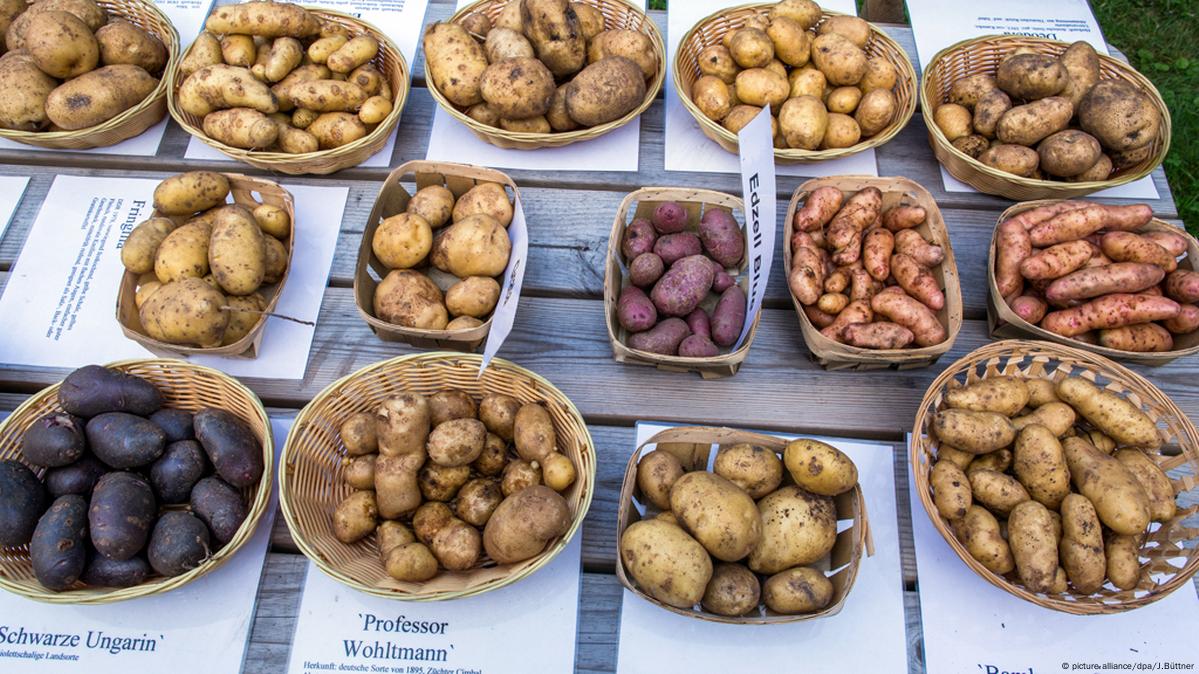 Diferentes tipos de batata.