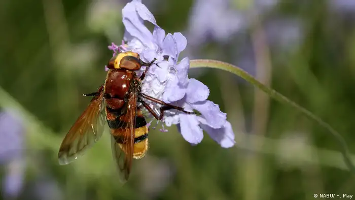 NABU Insekten Hornissen-Schwebfliege