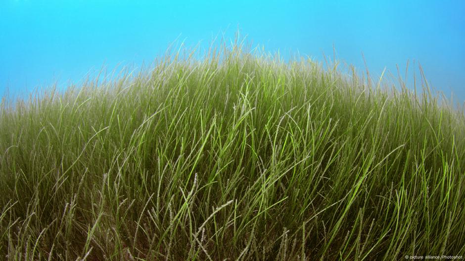 Coastal protection with artificial seagrass DW 11/30/2018