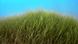 BdW Global Ideas Bild der Woche KW 02/2016 Seegras BdW Global Ideas Bild der Woche KW 02/2016 Seegras