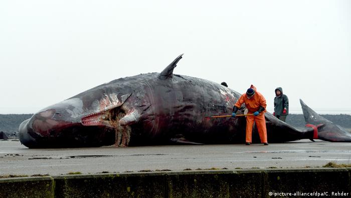 Beached sperm whale Photo: picture-alliance/dpa/C. Rehder