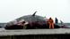 Gestrandeter Pottwal vor Helgoland Foto: picture-alliance/dpa/C. Rehder Gestrandeter Pottwal vor Helgoland Foto: picture-alliance/dpa/C. Rehder