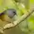 Reportagebilder Bird beatboxing