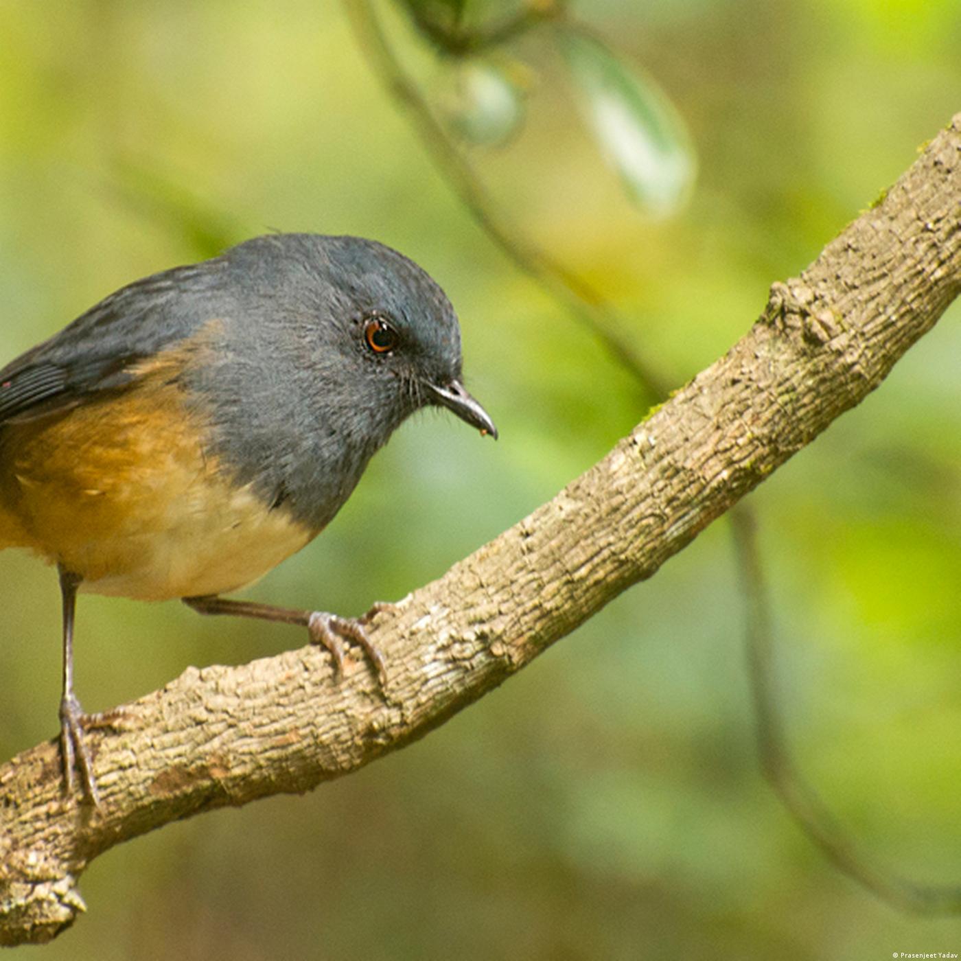 Living Planet: Sounds of nature