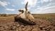The skull of a dead steer lies on eroded soil The skull of a dead steer lies on eroded soil