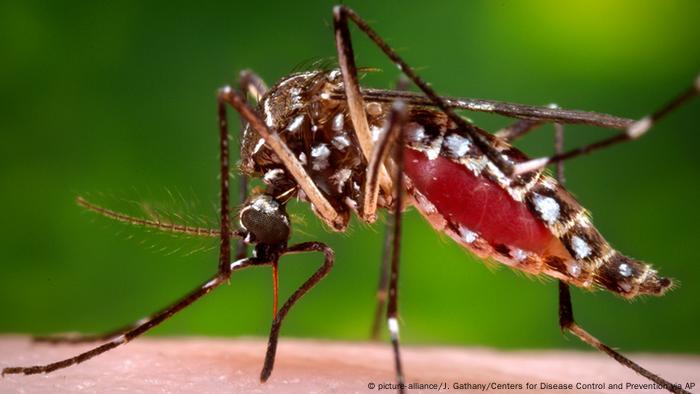 Moskito Aedes aegypti.