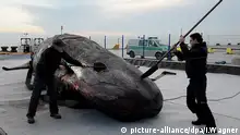 鲸鱼鲸鱼，你为什么要死？