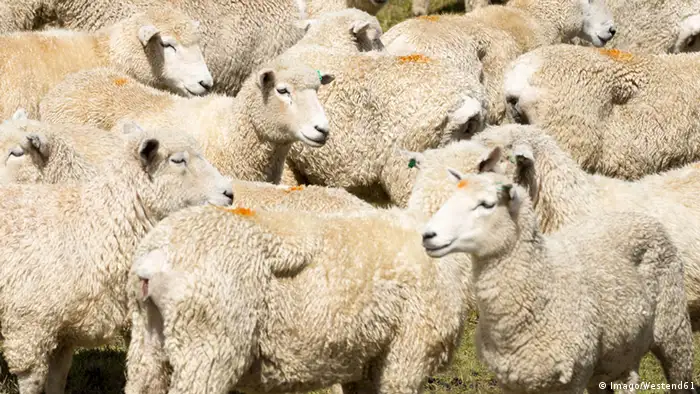 Neuseeland Schafherde