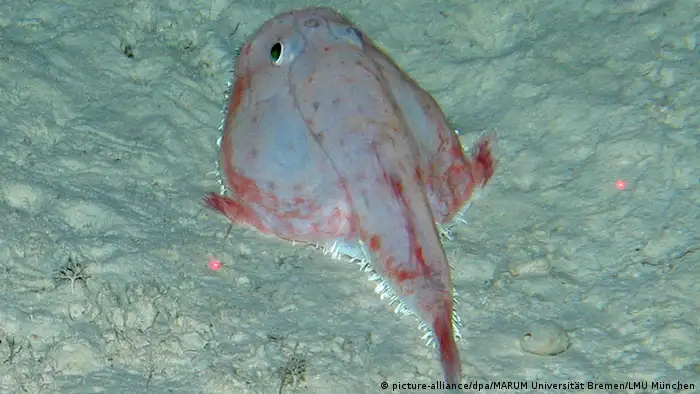 A pale pinkish fish lies on the ocean floor. It is flat and wide with two round eyes and a long, narrow tail.