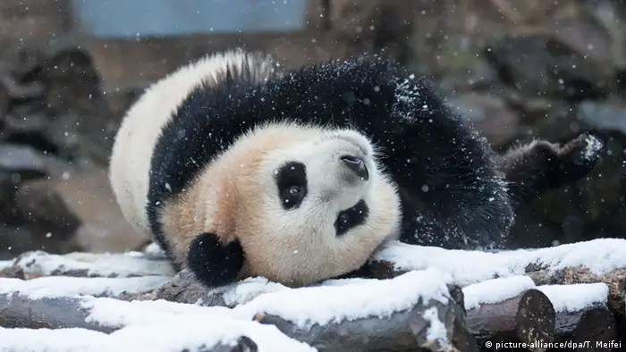 China Kältewelle Panda im Hangzhou Zoo